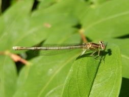 dragonfly on a sheet