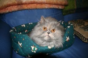 Persian cat lies on a pillow