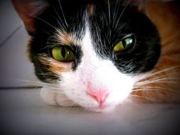 cat's head lies on its paw close-up on blurred background