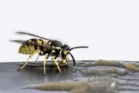 Wasp feeding with honey