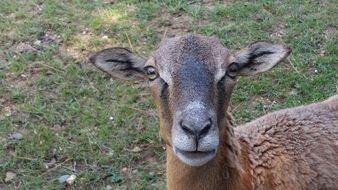 Head close-up of the brown Goat looking straight