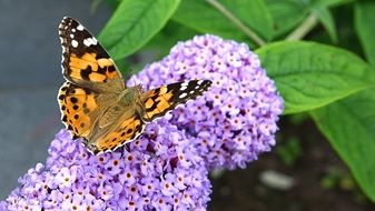 Colorful Butterfly on Buddleja davidii flower