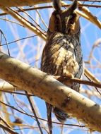 perched wild owl