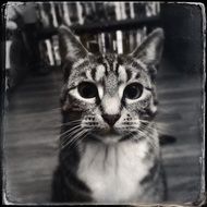 wonderful Cat Face