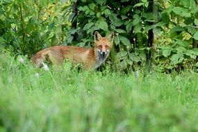 Cute Red Fox in Wilderness