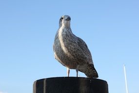 gull on a pillar against a blue sky