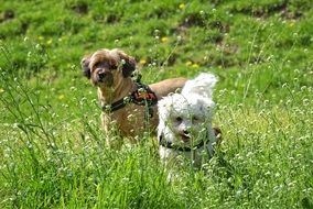 two puppies on flowering meadow on sunny day