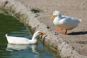 white ducks near the shore