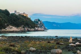 Dog sitting on coast in view of Duino Castle at Gulf of Trieste, italy