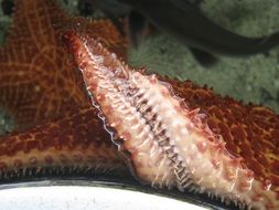 the tentacles of a marine animal