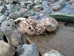 stunningly beautiful Baby Seagull