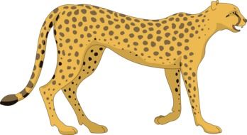 leopard drawing