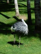 fluffy grey crowned crane