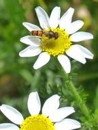 hoverfly on the flower close-up on blurred background