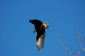 majestic eagle in flight