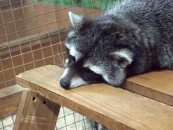 portrait of raccoon is lying on a wooden bench