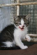 cute kitten shows tongue