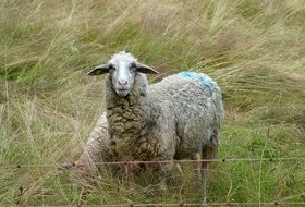 farm sheep on pasture