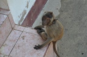 monkey near the house in thailand