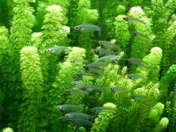little green fishes and plants in an aquarium
