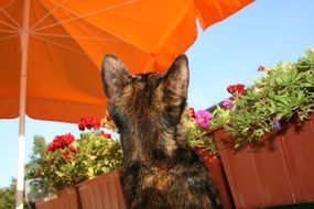 domestic cat on the background of balcony flowers