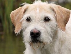 Picture of Irish Wolfhound Hybrid billy