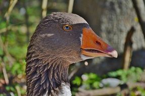 head of a gray goose on a sunny day