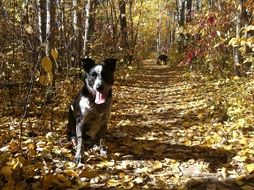 dog with tongue in autumn Park