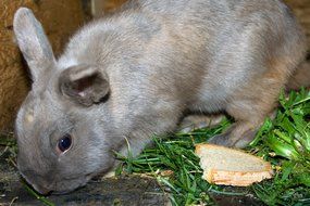 Cute grey baby bunny