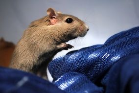 Small domestic gerbil close-up