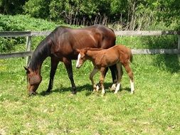 horse family in a farm