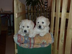 puppies of golden retriever