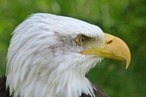 beautiful and cute Bird Adler