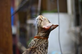 curious domestic exotic cat