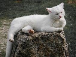 licking white domestic cat