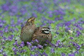 quail on the flower field