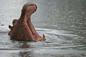 wild hippopotamus in africa