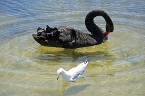 black swan and white seagull on the water