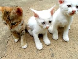 cute domestic kittens