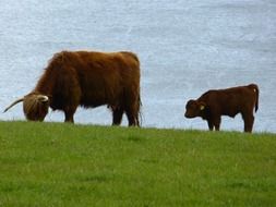 scottish highland cow on the pasture