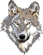 Grey wolf head as a clipart