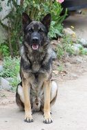 German Shepherd puppy is sitting near the hous