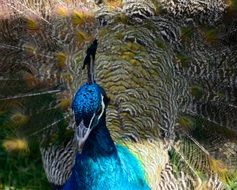 portrait of a blue peacock