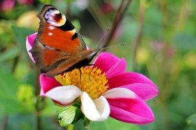 butterfly on the yellow center of a pink flower