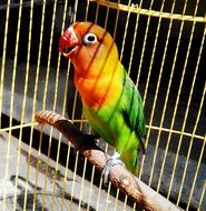 tropical lovebird