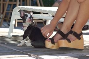 Cute French bulldog puppy near the feet