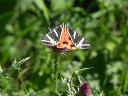 butterfly on a plant in nature