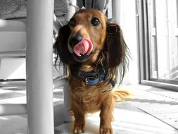 dachshund stands near the house