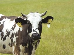 portrait of a cow on a green field