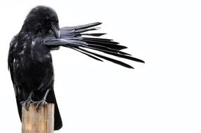 raven on a wooden pillar